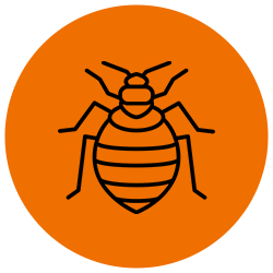 dezinsectie plosnite de pat